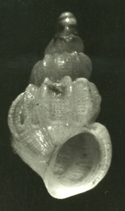 Opalia abbotti